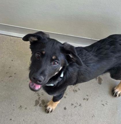 Shelter Stray Female Dog last seen Peter Ave & Holbrook Ave, Reedley Zone Fresno CO 4 93654, CA, 1510 W Dan Ronquillo Dr, Fresno, CA 93706, USA