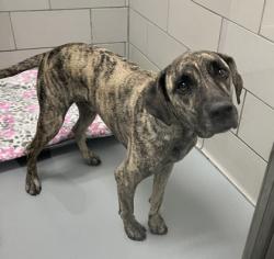 Shelter Stray Male Dog last seen Wrangler Dr, Coppell, TX, 821 S Coppell Rd, Coppell, TX 75019, USA