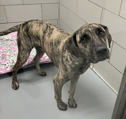 Shelter Stray Male Dog last seen Wrangler Dr, Coppell, TX, 821 S Coppell Rd, Coppell, TX 75019, USA