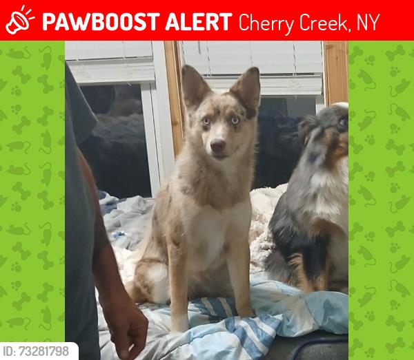 Lost Female Dog last seen Cockaigne, Cherry Creek, NY 14723