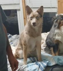 Lost Female Dog last seen Cockaigne, Cherry Creek, NY 14723
