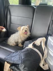 Found/Stray Female Dog last seen Sargent Road, Chillum, MD 20783