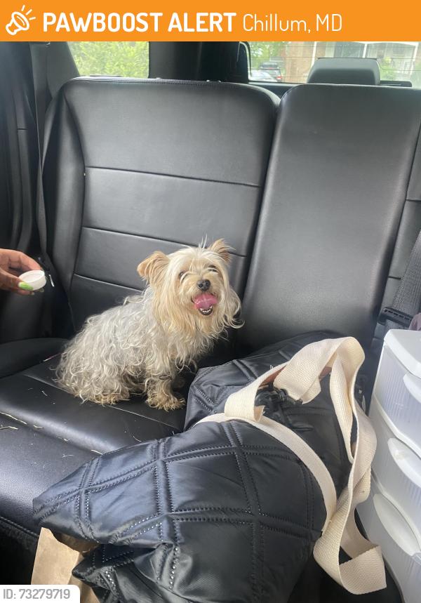 Found/Stray Female Dog last seen Sargent Road, Chillum, MD 20783