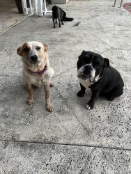 Lost Male Dog last seen Tulip, Port St. Lucie, FL 34953
