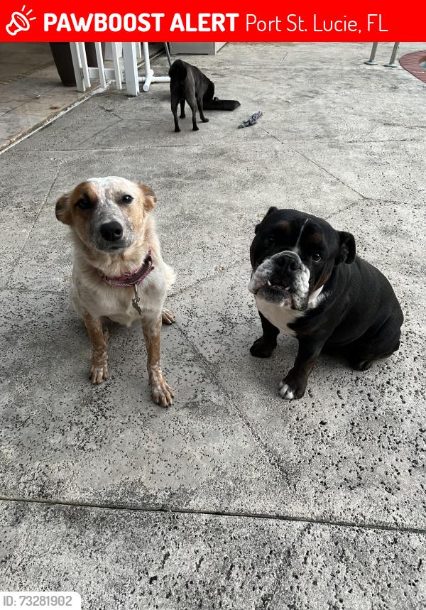 Lost Male Dog last seen Tulip, Port St. Lucie, FL 34953