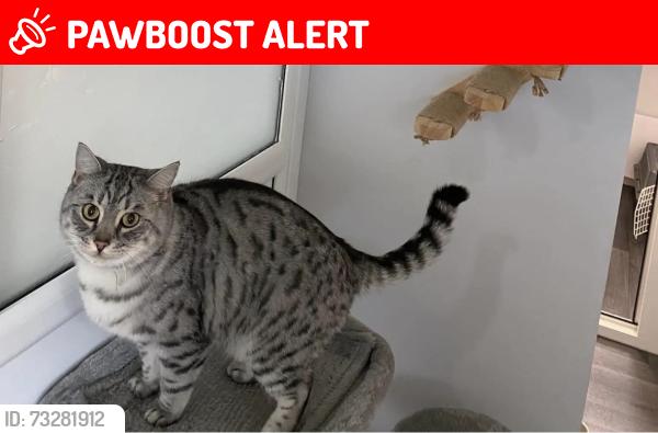 Lost Male Cat last seen Eastbourne road L22 Liverpool by Crosby baths., Brighton le Sands, England L23 3AS