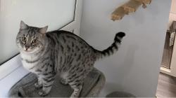 Lost Male Cat last seen Eastbourne road L22 Liverpool by Crosby baths., Brighton le Sands, England L23 3AS
