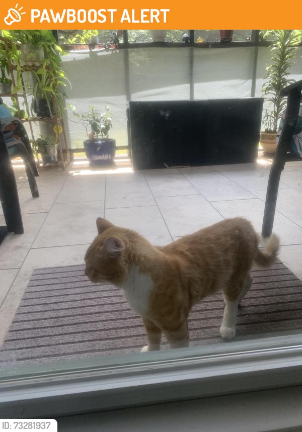 Found/Stray Unknown Cat last seen Camden way, Whitfield County, GA 30721