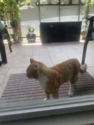 Found/Stray Unknown Cat last seen Camden way, Whitfield County, GA 30721