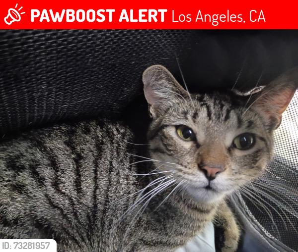 Lost Male Cat last seen Near Blythe st, Los Angeles, CA 91402
