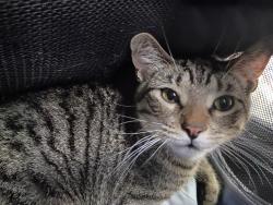 Lost Male Cat last seen Near Blythe st, Los Angeles, CA 91402
