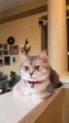 Lost Female Cat last seen Long valley road and Thomas, Mississauga, ON 