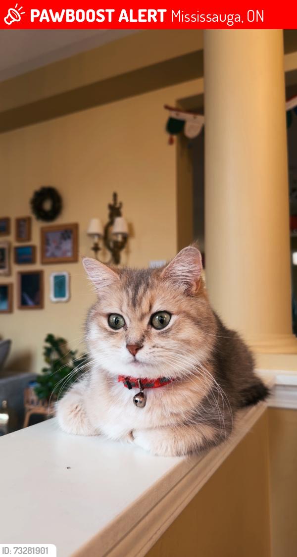 Lost Female Cat last seen Long valley road and Thomas, Mississauga, ON 