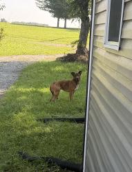 Found/Stray Male Dog last seen Martin Marietta Salem stone Quarry, Forsyth County, NC 27284
