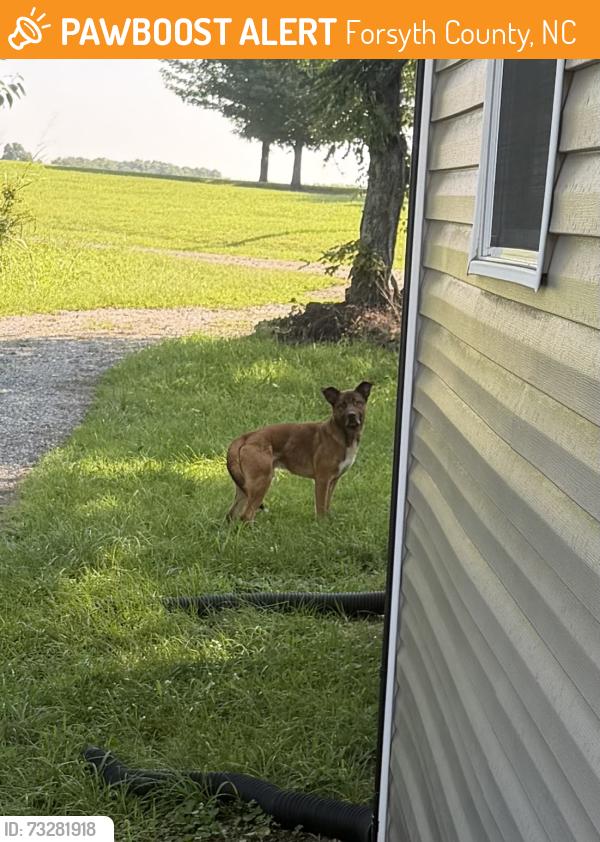 Found/Stray Male Dog last seen Martin Marietta Salem stone Quarry, Forsyth County, NC 27284
