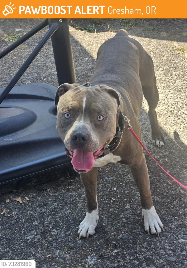 Found/Stray Unknown Dog last seen Centennial High School 3505 SW 182nd Gresham, OR 97030, Gresham, OR 97233