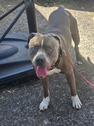 Found/Stray Unknown Dog last seen Centennial High School 3505 SW 182nd Gresham, OR 97030, Gresham, OR 97233