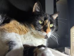 Lost Female Cat last seen Janet ave, Winston-Salem, NC 27104