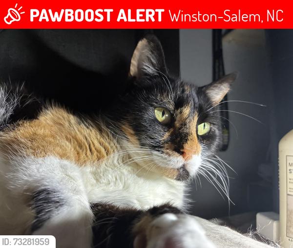 Lost Female Cat last seen Janet ave, Winston-Salem, NC 27104