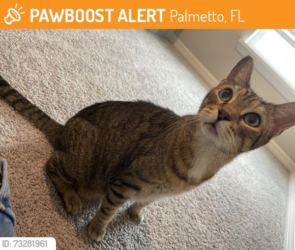 Found/Stray Unknown Cat last seen I'Lunie's Dockside Bar and Grill, 955 Riverside Dr, Palmetto, FL 34221, Palmetto, FL 34221