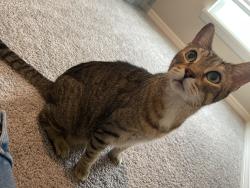 Found/Stray Unknown Cat last seen I'Lunie's Dockside Bar and Grill, 955 Riverside Dr, Palmetto, FL 34221, Palmetto, FL 34221