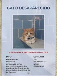 Lost Male Cat last seen Terreno da Light, Tijuca, RJ 20530-060