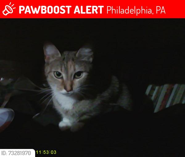 Lost Female Cat last seen near Lewis Elkin school, Philadelphia, PA 19134