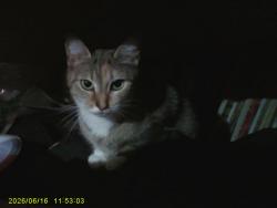 Lost Female Cat last seen near Lewis Elkin school, Philadelphia, PA 19134