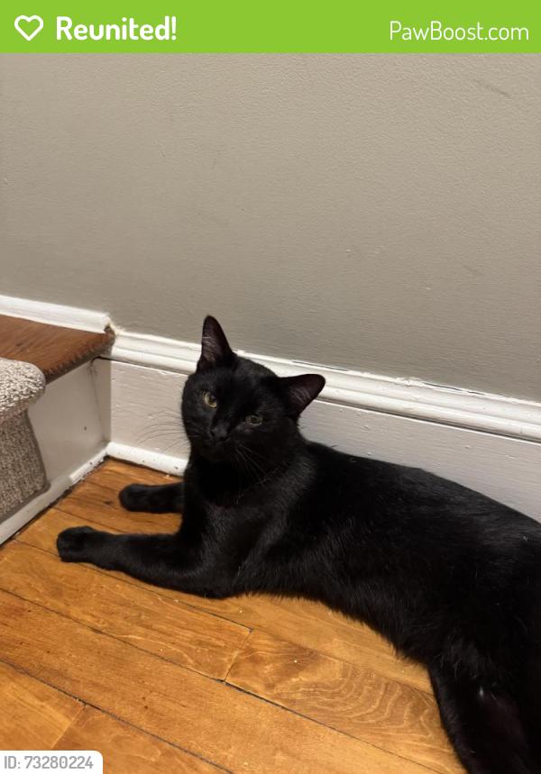 Reunited Male Cat last seen Bruce park avenue, Greenwich, CT 06830