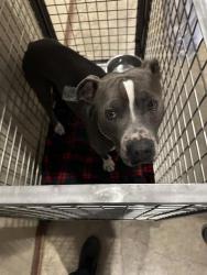 Shelter Stray Male Dog last seen TX, 7201 Levander Loop bldg a, Austin, TX 78702, USA