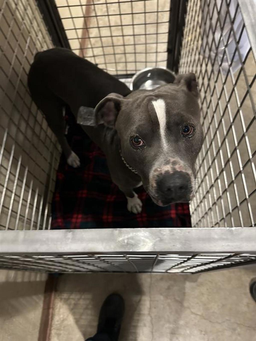 Shelter Stray Male Dog last seen TX, 7201 Levander Loop bldg a, Austin, TX 78702, USA