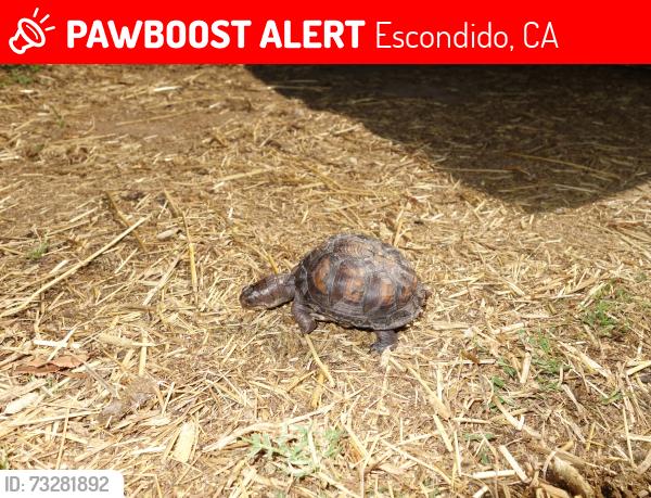 Lost Unknown Other last seen Mary Lane and Rosehill Road, Escondido, Escondido, CA 92025
