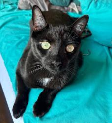 Reunited Male Cat last seen Near Nottingham Dr, Churchill, PA 15235