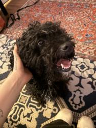 Found/Stray Male Dog last seen tasker morris Subway Station, Philadelphia, PA 19146