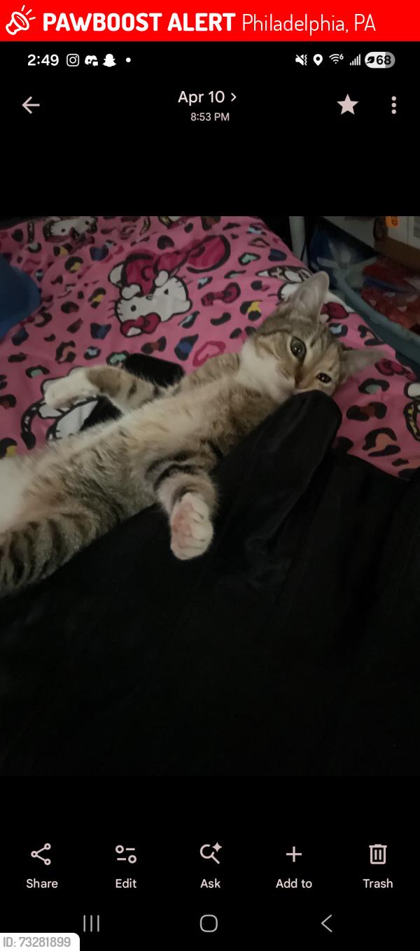 Lost Female Cat last seen near Lewis Elkin school, Philadelphia, PA 19134