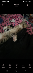 Lost Female Cat last seen near Lewis Elkin school, Philadelphia, PA 19134