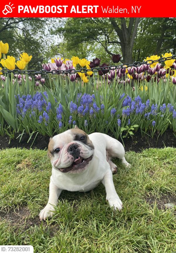 Lost Male Dog last seen Gladstone Ave & Orange Ave, Walden, NY 12586