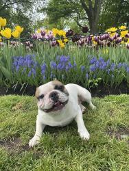 Lost Male Dog last seen Gladstone Ave & Orange Ave, Walden, NY 12586