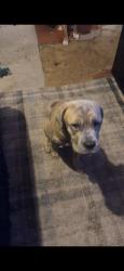 Lost Female Dog last seen Holiday ests, Athens, GA 30606