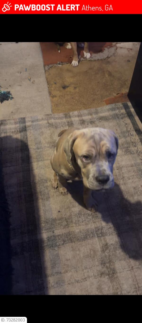 Lost Female Dog last seen Holiday ests, Athens, GA 30606