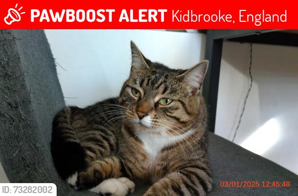 Lost Female Cat last seen Kidbrooke, Dartford, England 