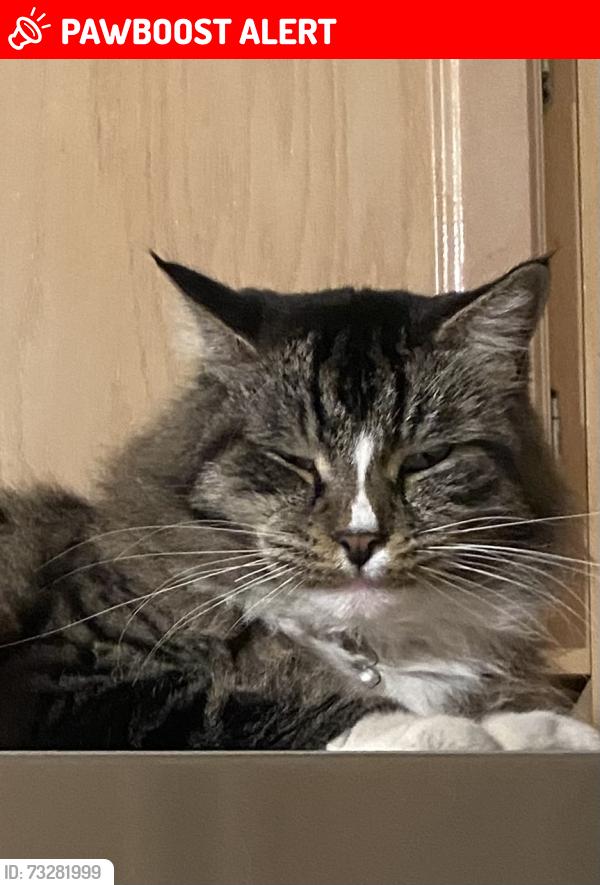 Lost Male Cat last seen Sims lane /Warner, Huntington Beach, CA 92649