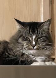 Lost Male Cat last seen Sims lane /Warner, Huntington Beach, CA 92649