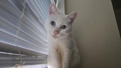 Lost Male Cat last seen Near NE Savage St, Grants Pass, OR 97526, Grants Pass, OR 97526