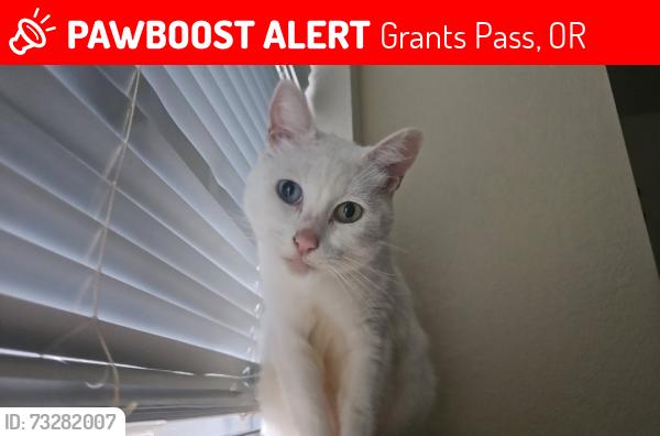 Lost Male Cat last seen Near NE Savage St, Grants Pass, OR 97526, Grants Pass, OR 97526