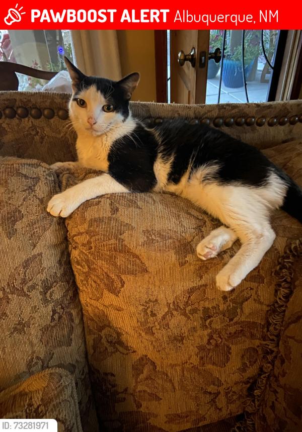 Lost Male Cat last seen Lomas and Edith, Albuquerque, NM 87102