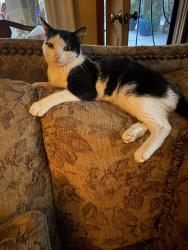 Lost Male Cat last seen Lomas and Edith, Albuquerque, NM 87102