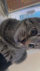 Reunited Female Cat last seen Barret street area, Smethwick, England 