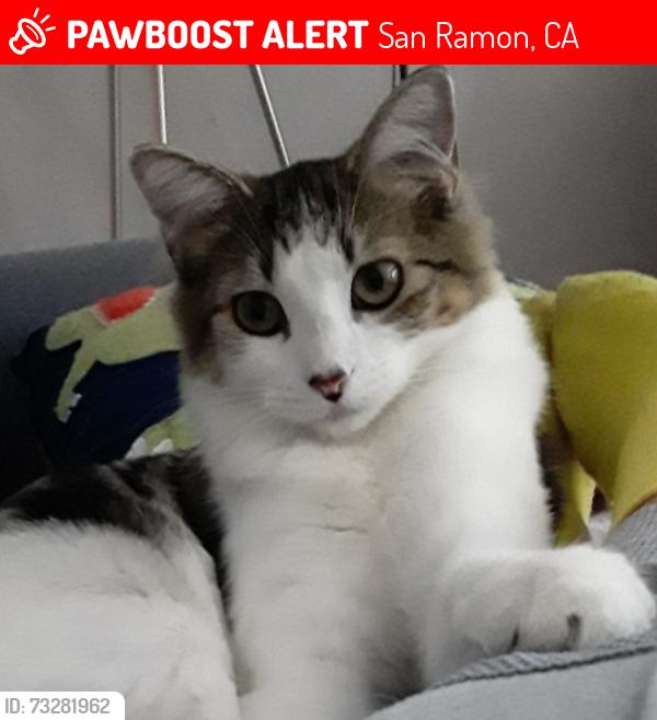 Lost Female Cat last seen Amaryllis cort San Ramon, San Ramon, CA 94583