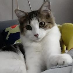 Lost Female Cat last seen Amaryllis cort San Ramon, San Ramon, CA 94583